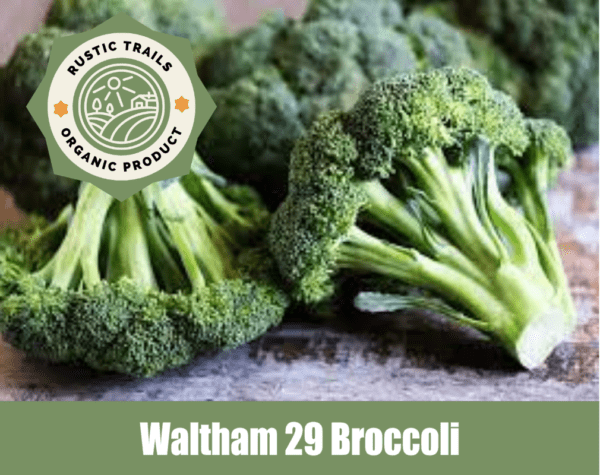 Waltham 29 Broccoli, scientifically known as Brassica oleracea var. italica